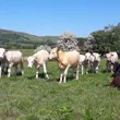 Calves