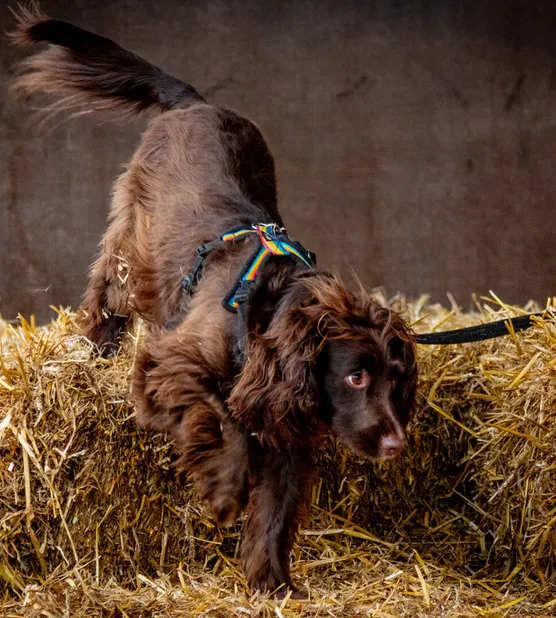 George Barn Hunt