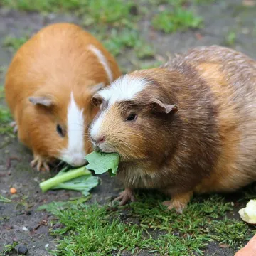 Two cute guinea pigs munching on fresh greens