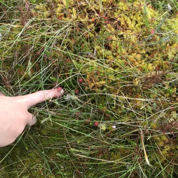 Moss