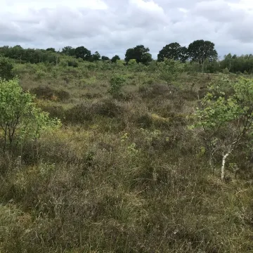 Moss 3