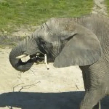 Knowsley Safari Park 054