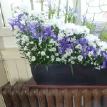 Ryhill Flower Festival – 1