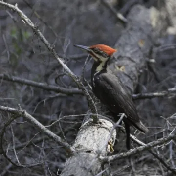 Pileated Woodpecker