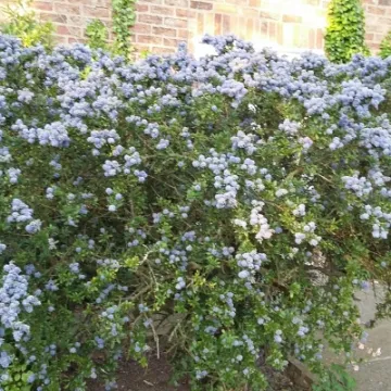 Garden Flowers 23 May 2016-jpg (1)