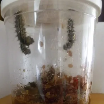 12-9-16 Day 11 12 mid-day