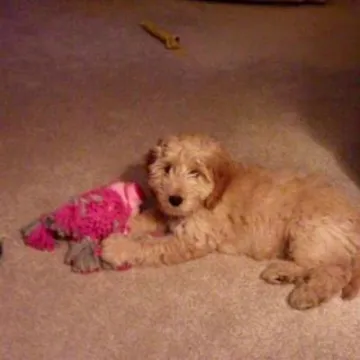 Annie