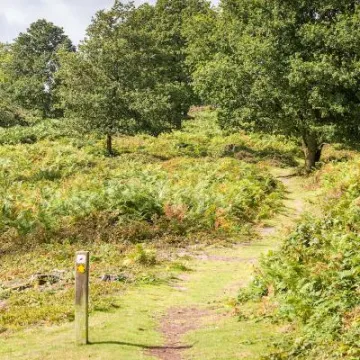 Maiden Castle in August 40