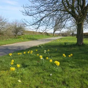 Springtime in Tarvin Img_5545