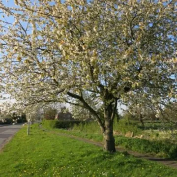 Springtime in Tarvin Img_5589