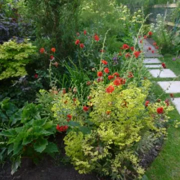 Flower Club June 2017 P1030280