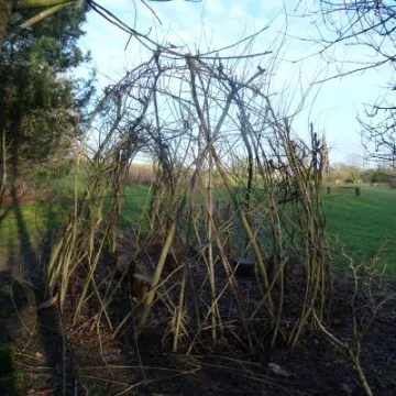 WillowFeb2018_3