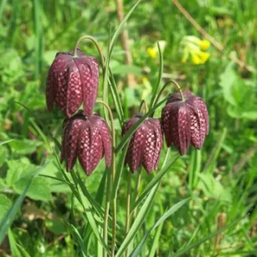 Spring in Tarvin Woodland Fullsizeoutput_24bc