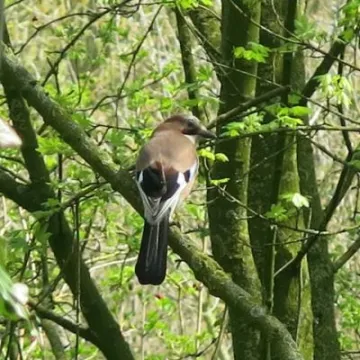 Spring in Tarvin woodland Fullsizeoutput_24c2