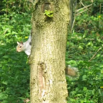 Spring in Tarvin Woodland Fullsizeoutput_24c3