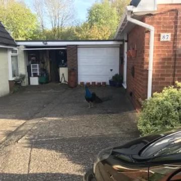 Tarvin Peacock Image1 (6)