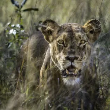 lion