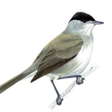 Blackcap bird