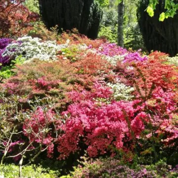 Bodnant Gardens