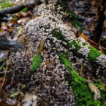 Fungal Foray 6