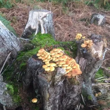 Sulphur Tufts