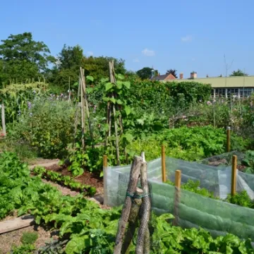 Allotment_1