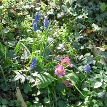 Keith Barker woodland April 2020