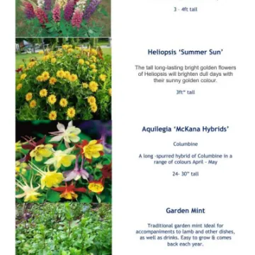 Plant Details 2020 Part 1 05-20_200511_page_003