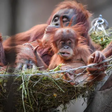 chester-zoo-orangutan-baby-animals-island
