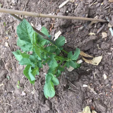 Spuds 5