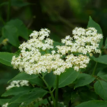 Tarvin Woodland Trees Elder Flowers