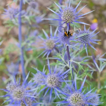 rr_A Spiky Customer_JT_F1122