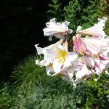 P1010914