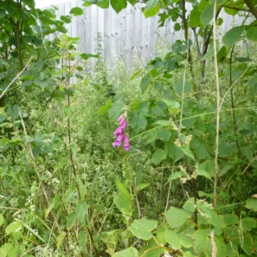 Tarvin Woodland Flowers Foxglove