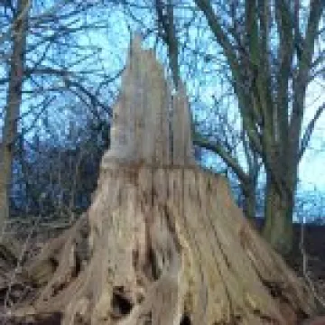 2013 Boxing Day walk (2)