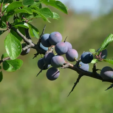 Sloes And Needles (2)