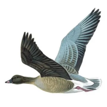 pink-footed-goose_inflight_1200x675