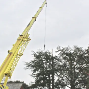 Tree Removal 4