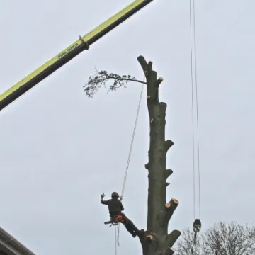 Tree Removal 7
