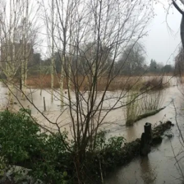Mill Field