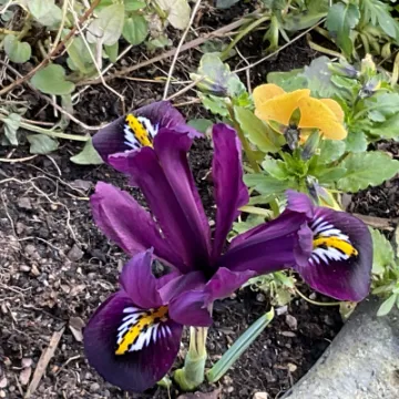 Image: 3FF3855E-8E78-44B8-BA38-84123D041CAC