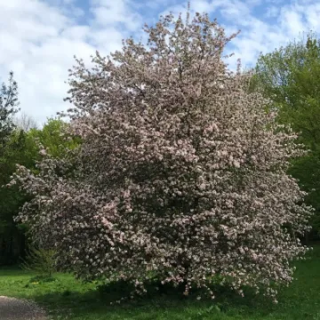 TCW Wild Apple Tree In Blossom
