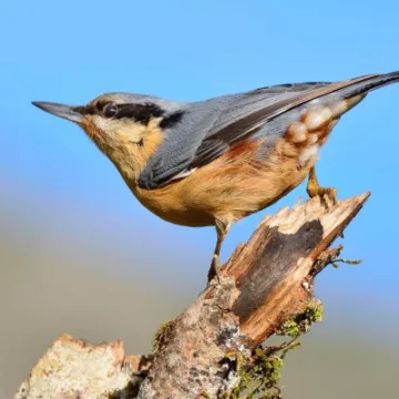 Nuthatch On Stump