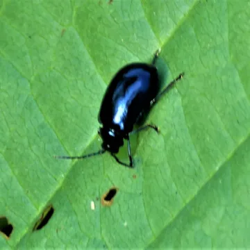 Alder Leaf Beetle