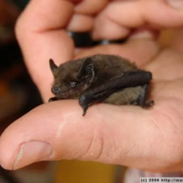 Cute pipistrelle