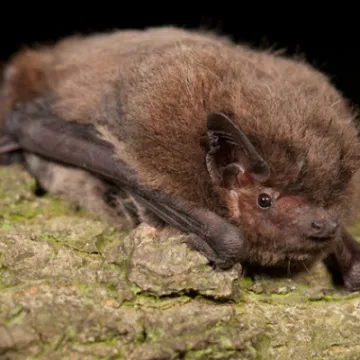 Pipistrelle On Branch