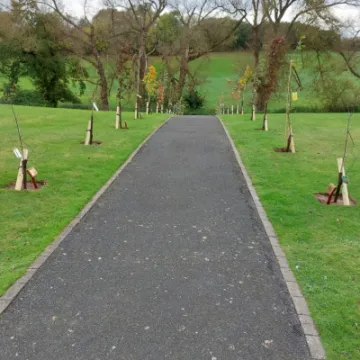 New Trees in Cemetery