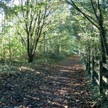 Woodlands Autimn 2021