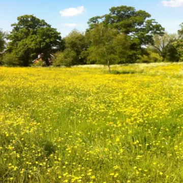 Glebe-Meadow-1