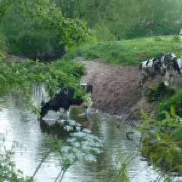 The_Hoolgrave_Holsteins_Drinking_In_The_Weaver